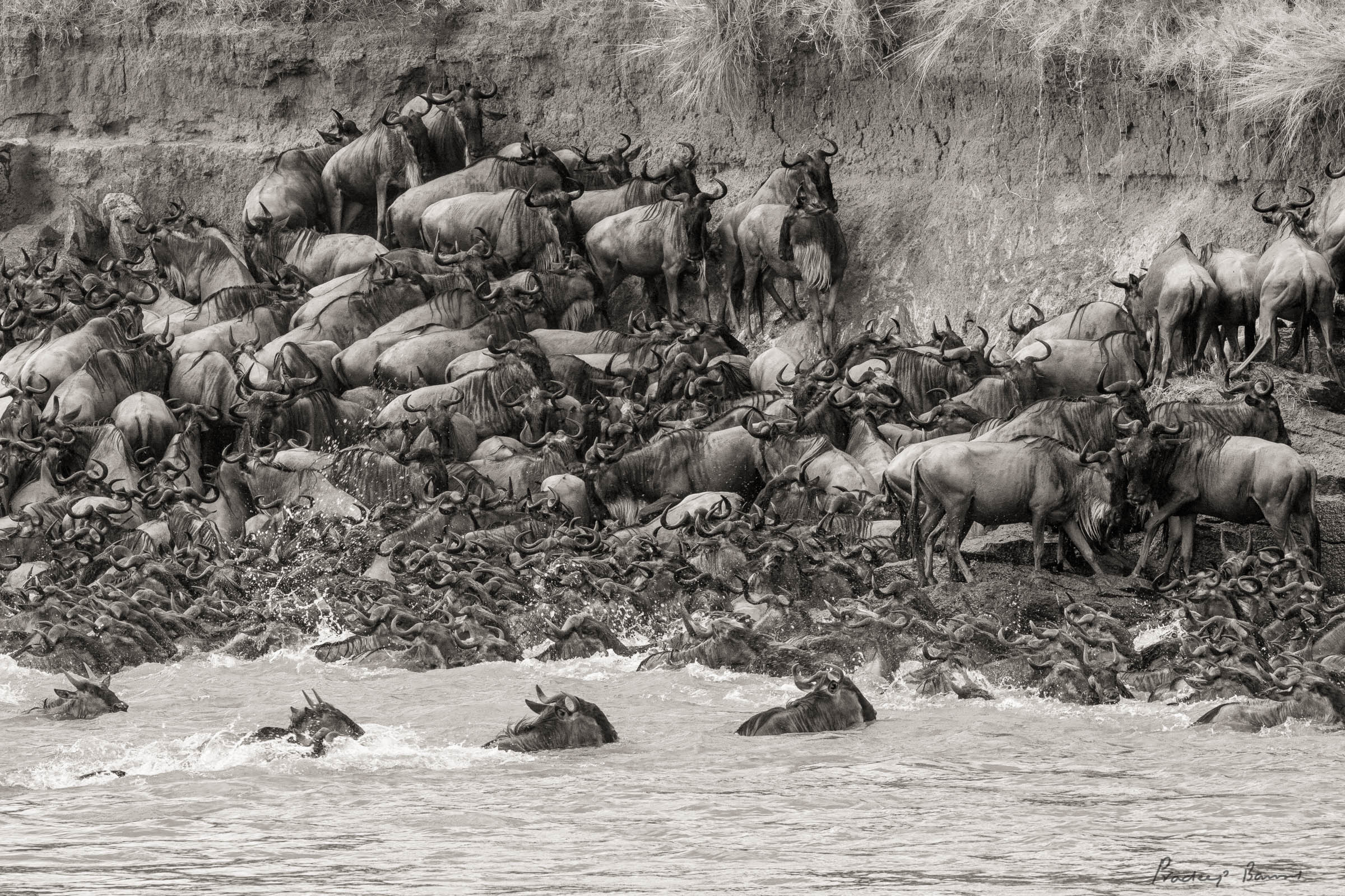 High-angle view of a bottleneck where thousands of wildebeest are stranded on the steep banks of the Mara river after braving the crocodiles in the water