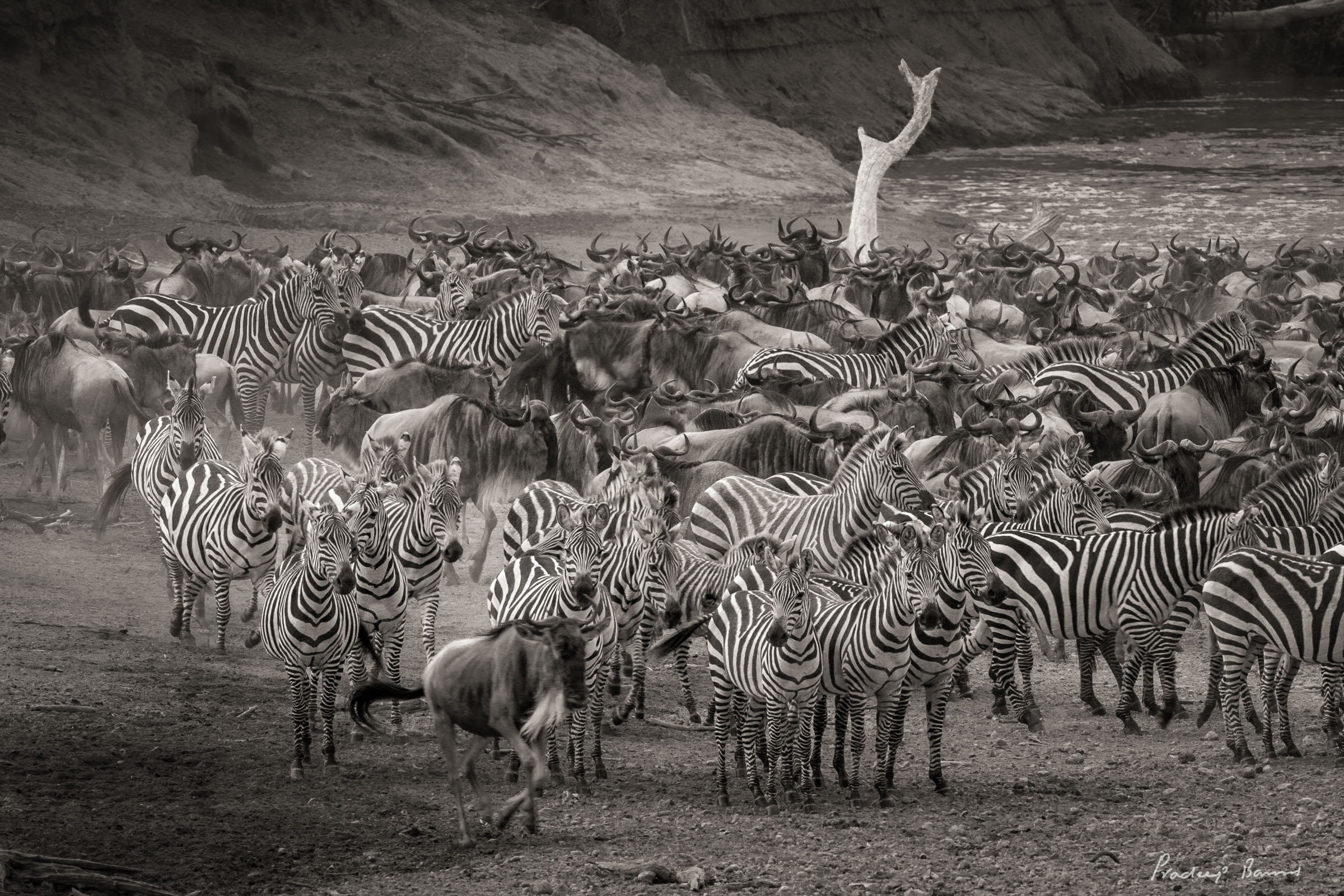 Large number of wildebeest and zebras gather on the shore of the Mara river, waiting to see who crosses first.