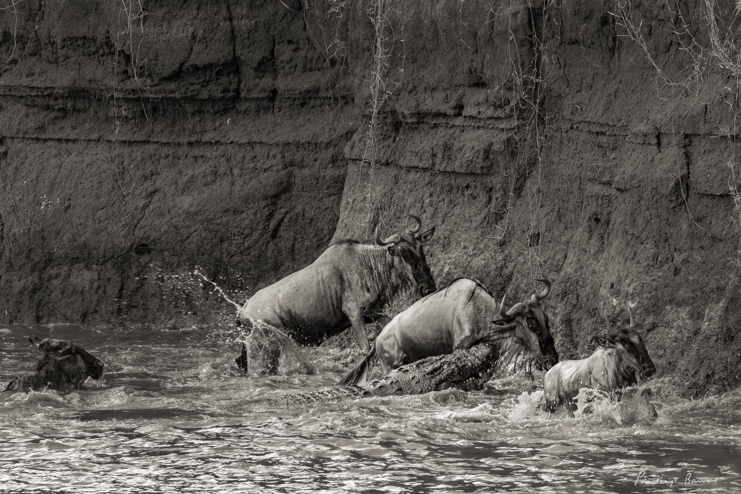 A wildebeest mother caught in the jaws of a massive crocodile, her calf manages to escape to safety.