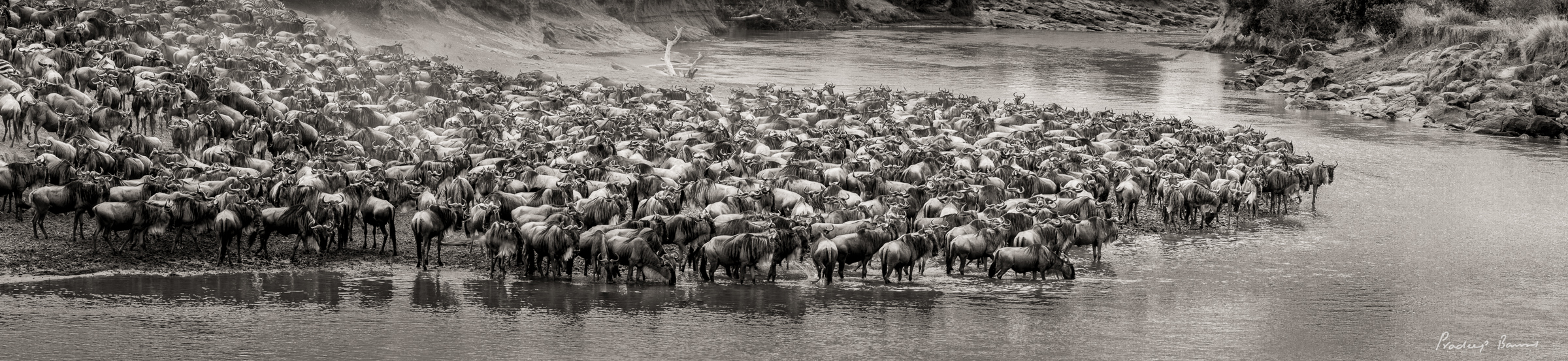 A huge number of wildebeest and zebras gather on a sandbar in the mara river, one of them braving the waters before crossing.