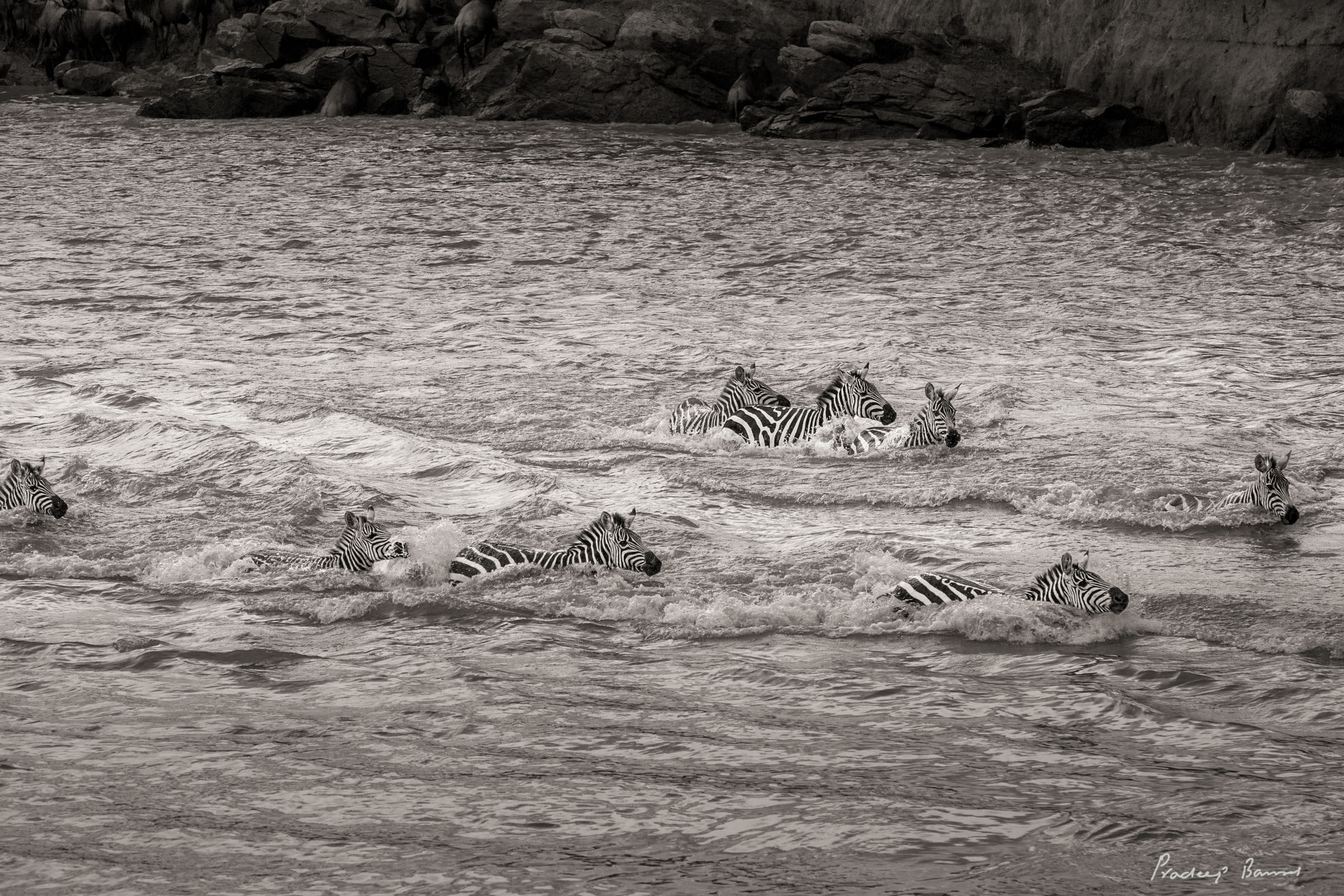 Close up of zebras frantically swimming across the Mara river near the dark snout of a swimming crocodile