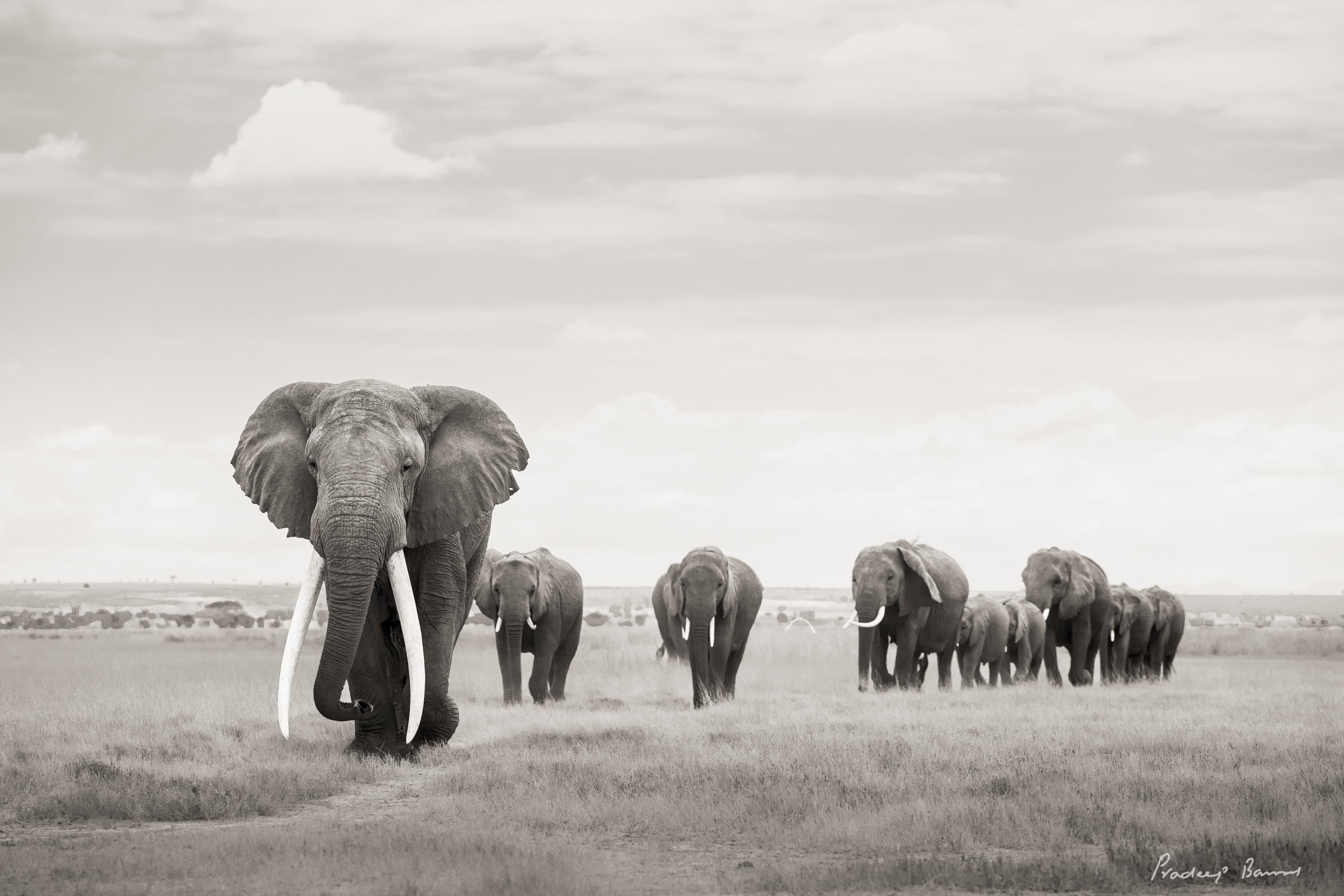 Leading the Way | Amboseli, Kenya | Pradeep Bansal Photography