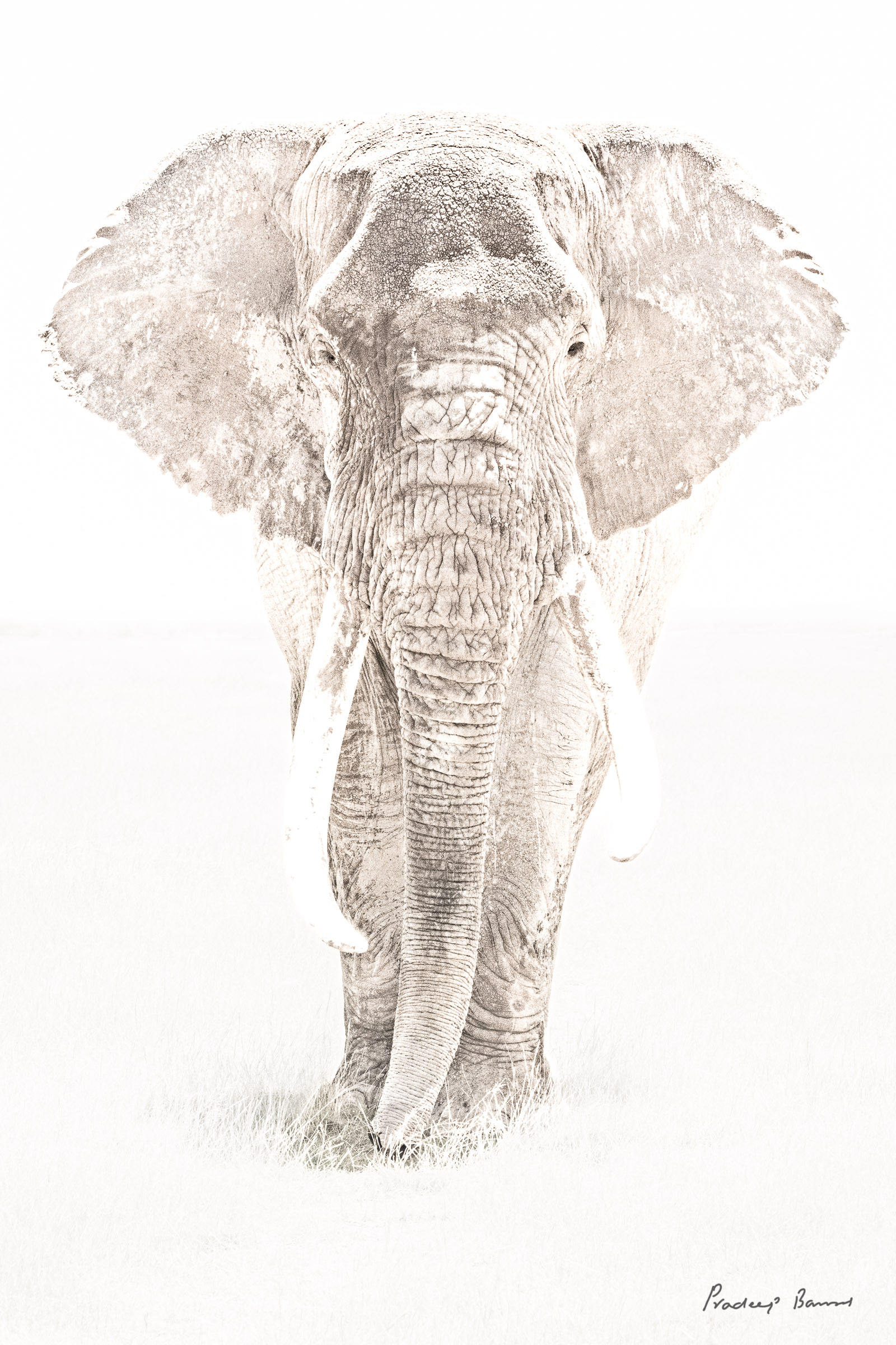 Fading High-key portrait of a tusker walking on the short grass in Amboseli
