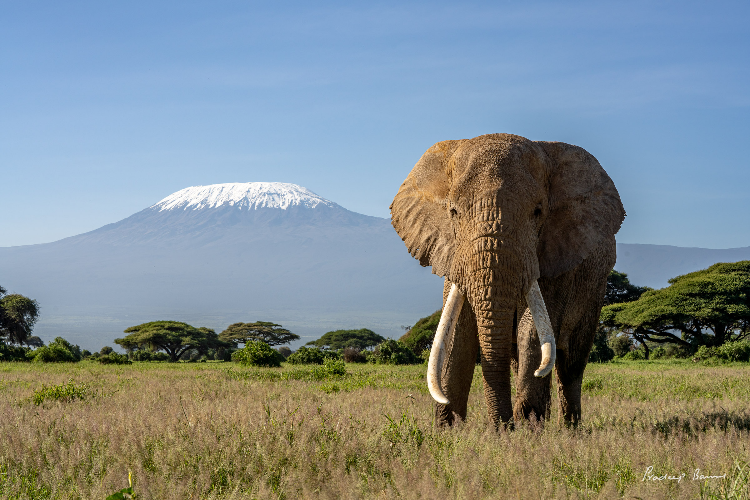 TJ and Mount Kili The big tusker TJ poses in front of Mt. Kilimanjaro