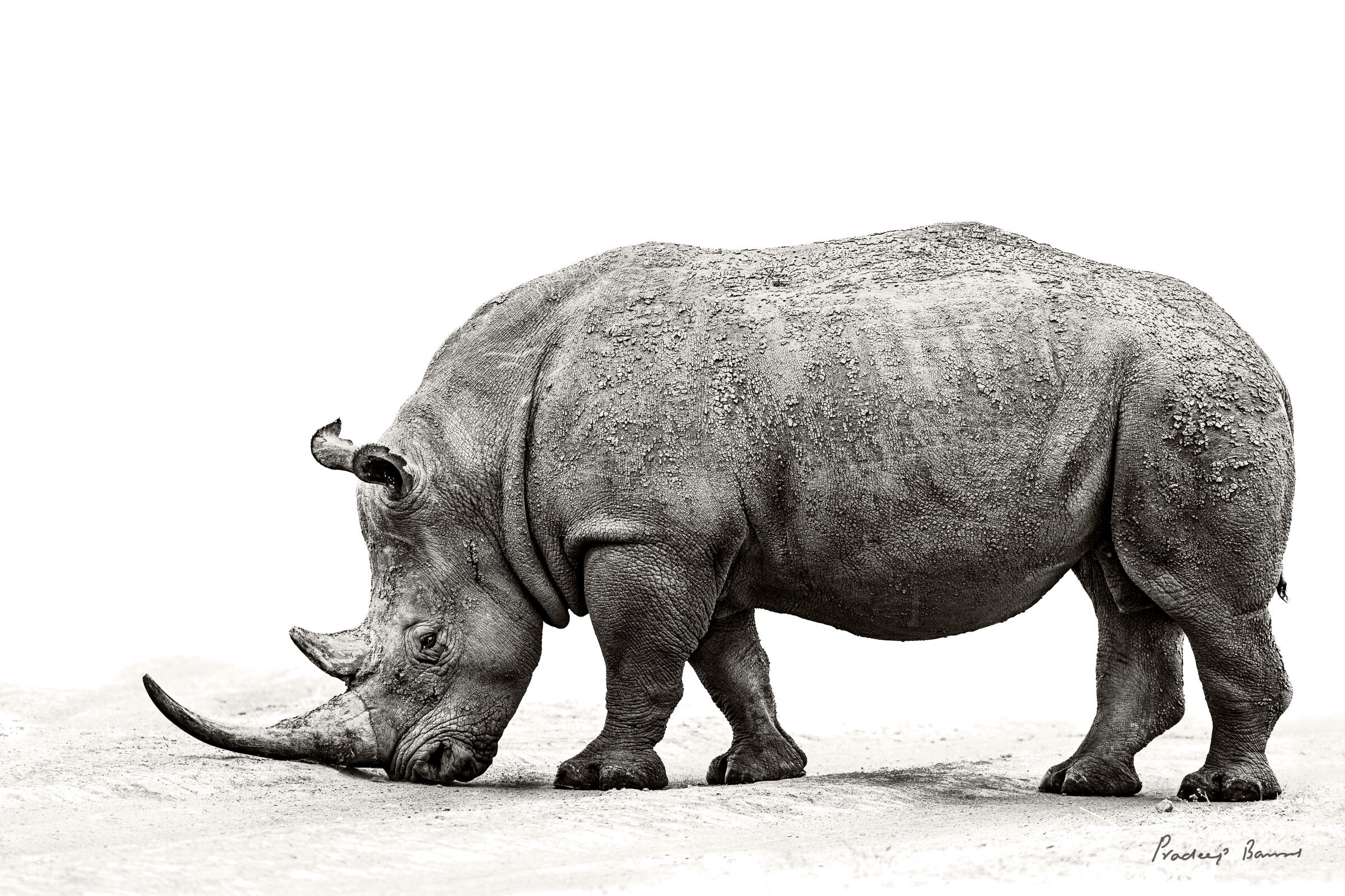 Indomitable Adult white rhino rubs its horn on the sandy soil of Nairobi National Park.