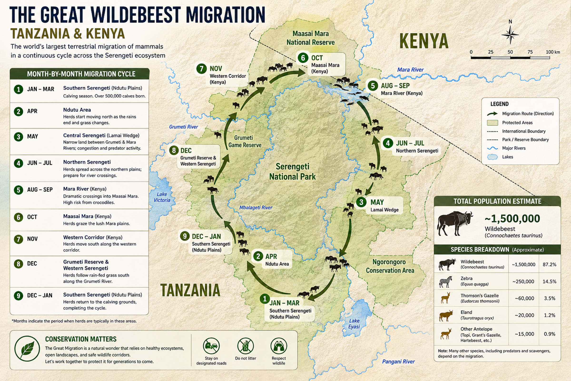 A graphic map showing the migration route of over a million wildebeest and zebras that undertake the journey each year and their month by month location