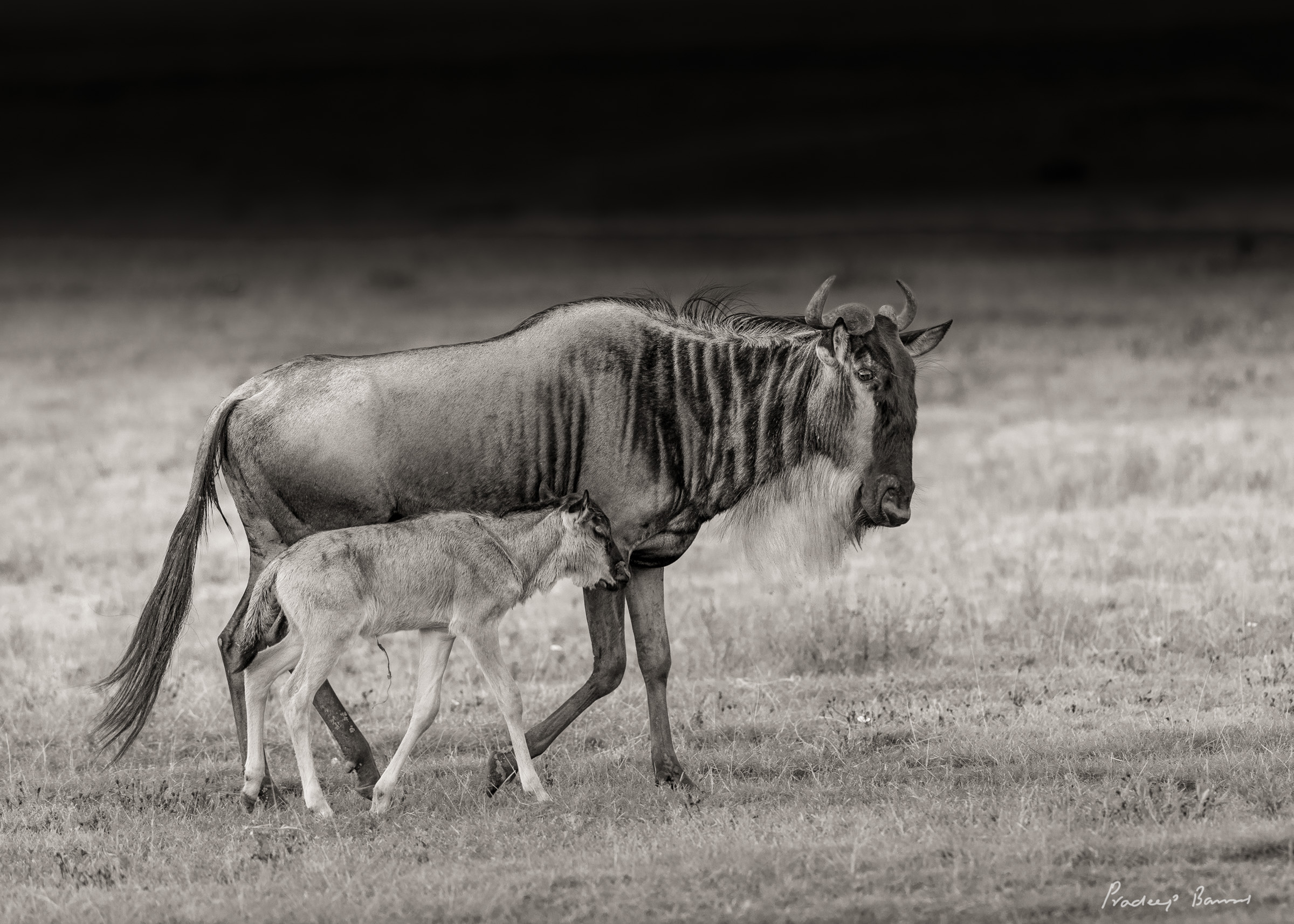 A week-old wildebeest calf walking with its mother, they will not leave each others side for any reason
