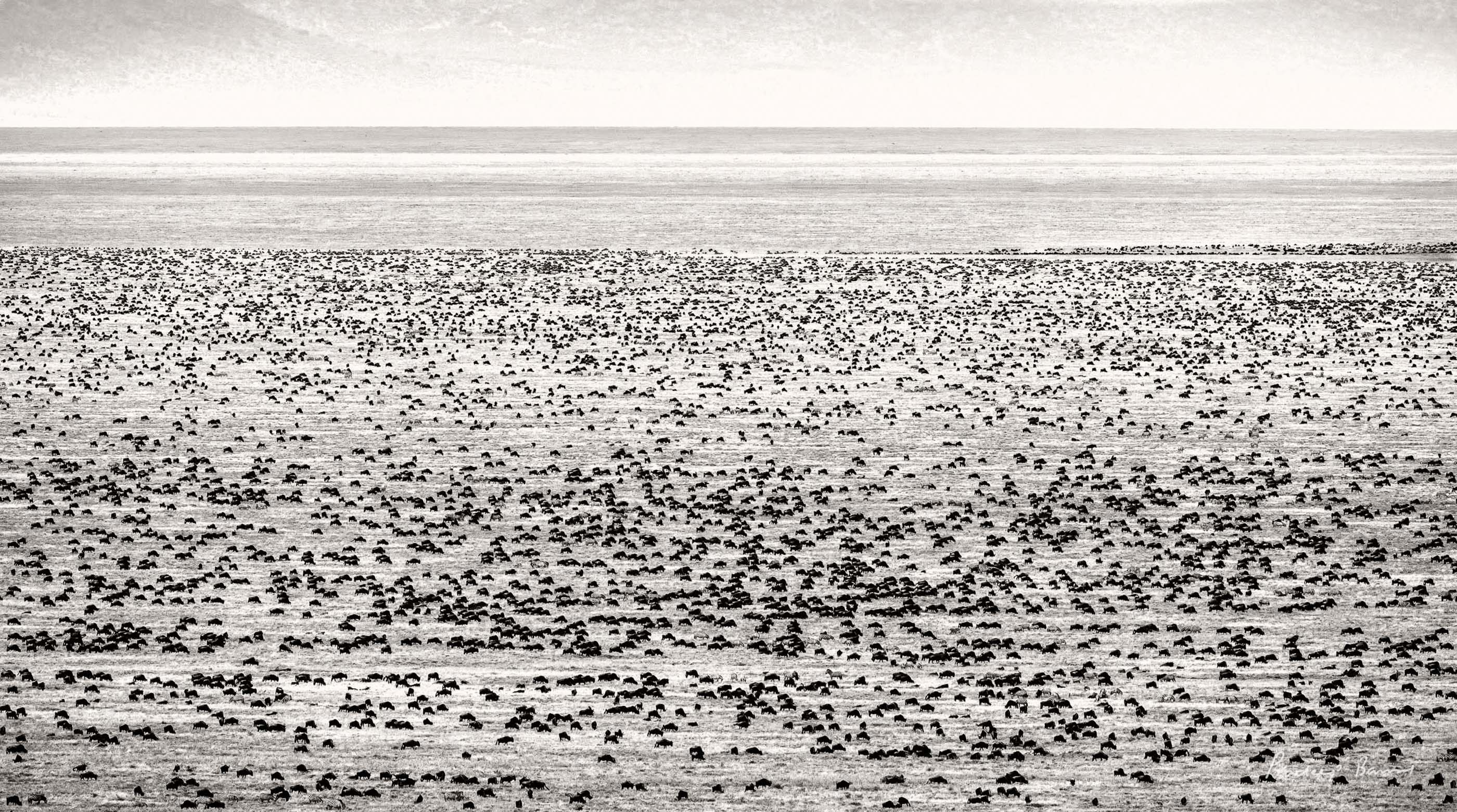 A vast green savanna plain dotted with thousands of wildebeest and zebras stretching to the horizon under a cloudy sky.