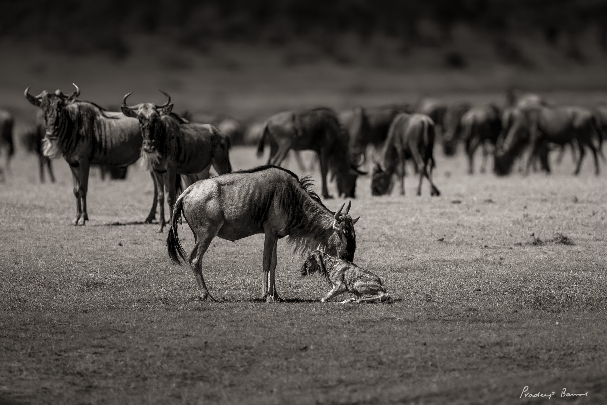 Wildebeest mother encouraging her newborn calf to get up, he will be running alongside her in a few minutes.