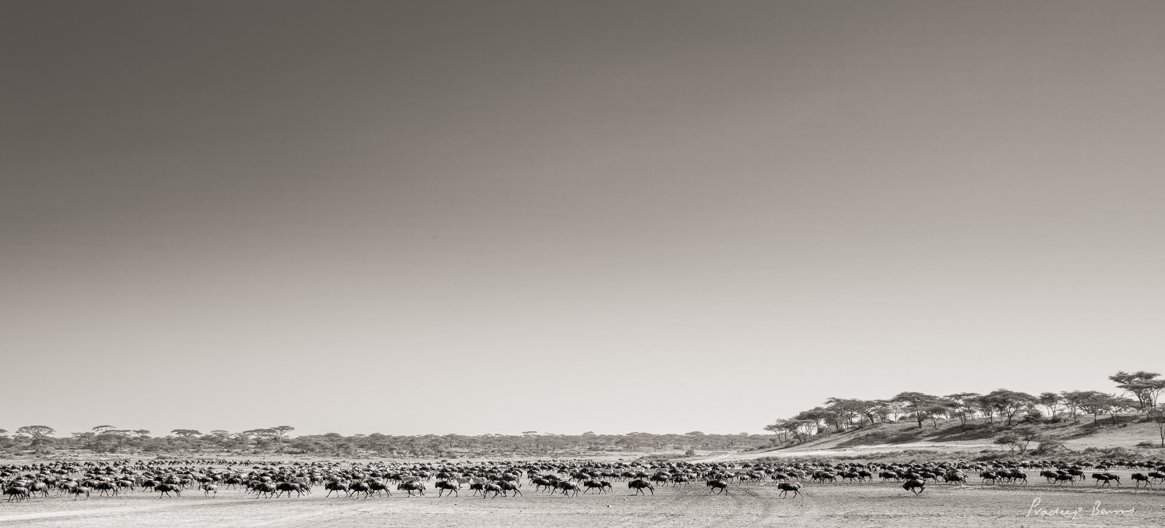 Thousands of migrating wildebeest and zebras kicking up dust on the dry Serengeti plains.
