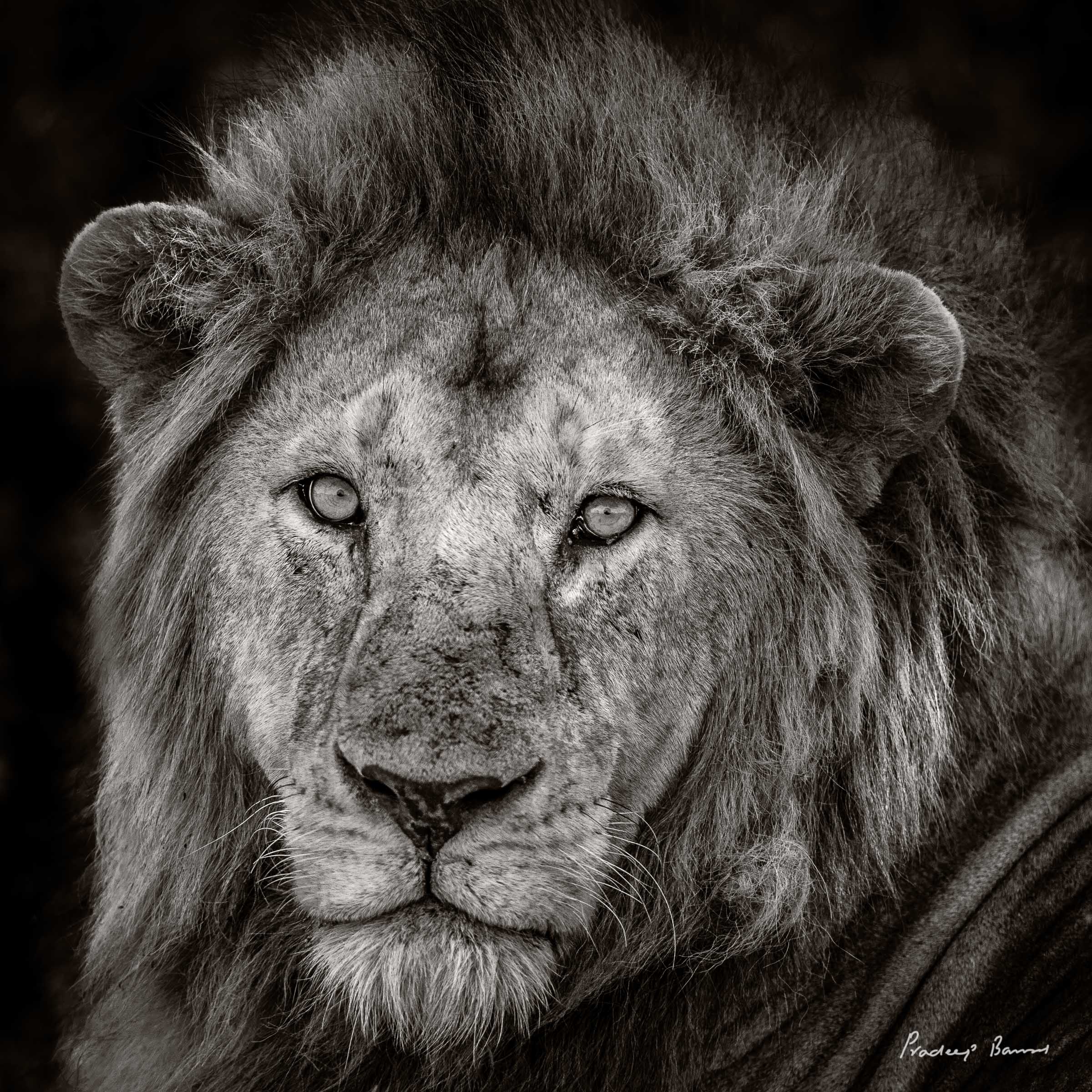 Male lion portrait, hypnotic and compelling eyes.
