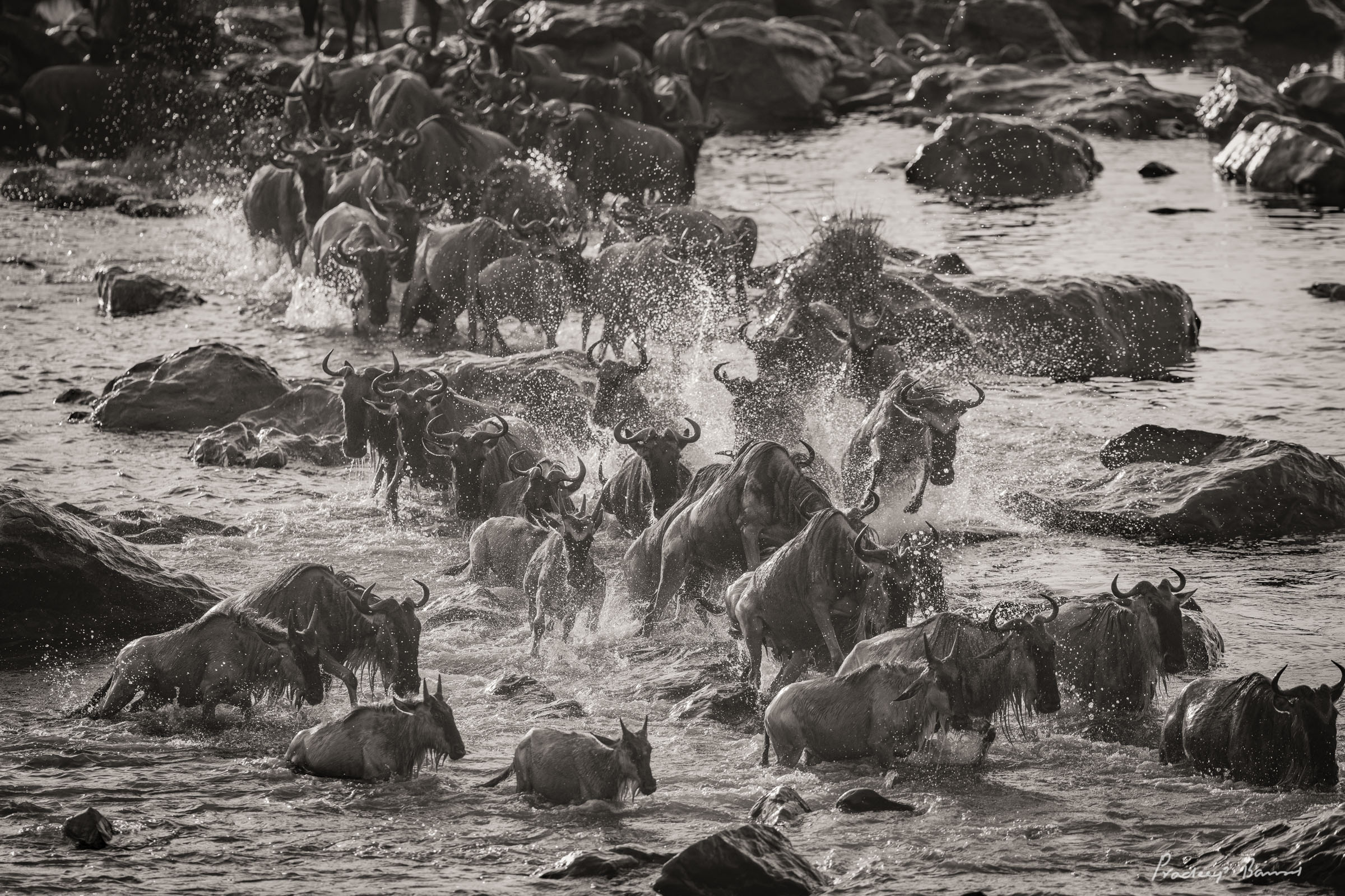 Wildebeest crossing the crocodile infested Mara river